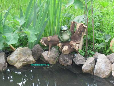 Растения водоёма  
Растения водоёма