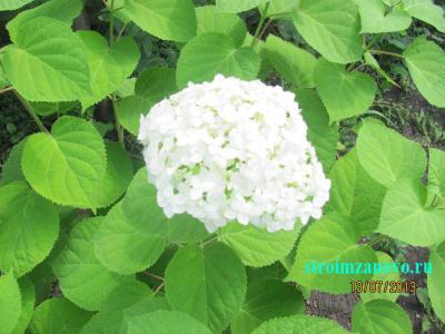 Цветы в саду  
Цветы в саду