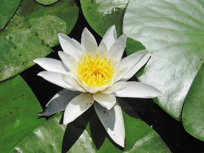 Растения водоёма  
Растения водоёма