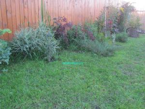 Дизайн садового участка  
Дизайн садового участка