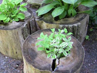 Рутарий своими руками
Рутарий своими руками