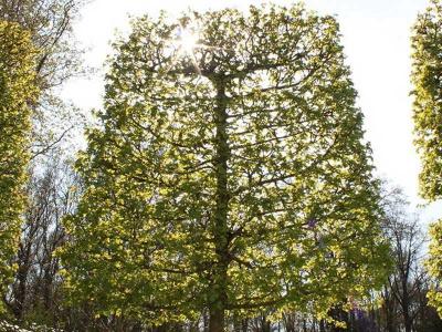 Топиари – искусство фигурной стрижки растений  
Топиари – искусство фигурной стрижки растений