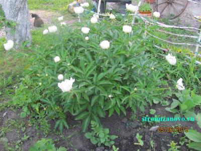 Цветы в саду  
Цветы в саду