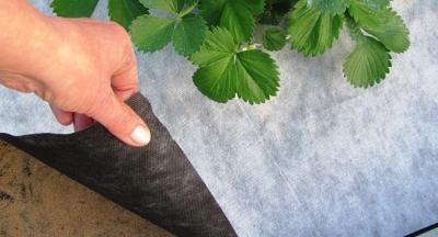 Спанбонд: что это такое, возможности материала и эффективность использования Спанбонд: что это такое, возможности материала и эффективность использования