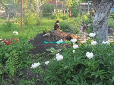 Альпийская горка своими руками  
Альпийская горка своими руками