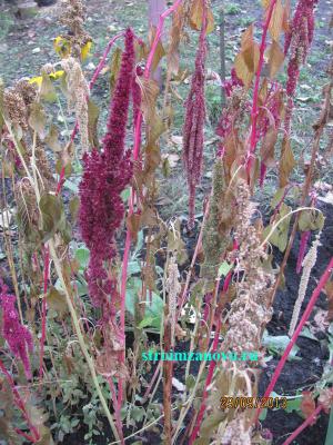 Цветы в саду  
Цветы в саду