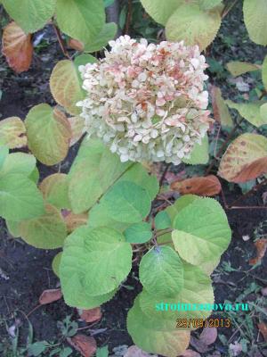 Цветы в саду  
Цветы в саду