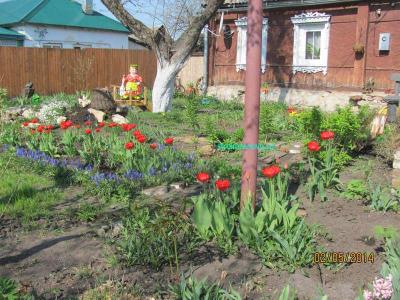 Цветы в саду  
Цветы в саду