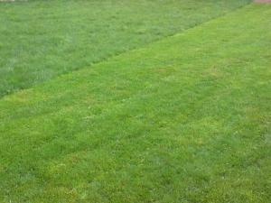 Устройство газона  
Устройство газона