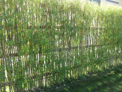 Живая изгородь на даче  
Живая изгородь на даче