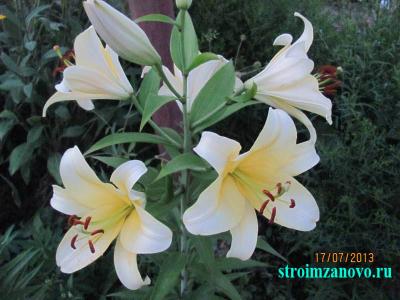 Цветы в саду  
Цветы в саду