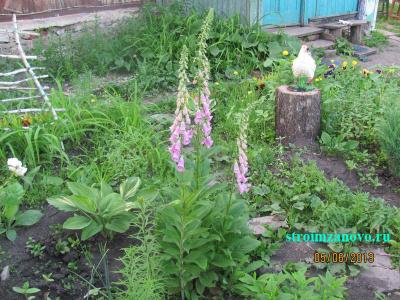 Цветы в саду  
Цветы в саду