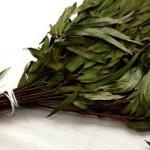 Как правильно сушить веники для бани Как правильно сушить веники для бани