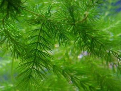 Растения водоёма  
Растения водоёма