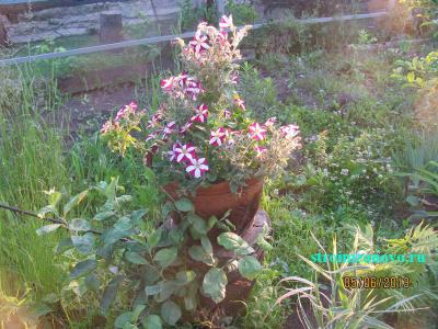 Цветы в саду  
Цветы в саду