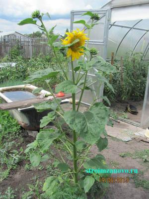 Цветы в саду  
Цветы в саду