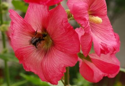 Мальва многолетняя: посадка и уход за культурой Мальва многолетняя: посадка и уход за культурой