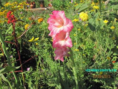 Цветы в саду  
Цветы в саду