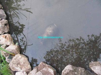 Как сделать пруд на даче  
Как сделать пруд на даче