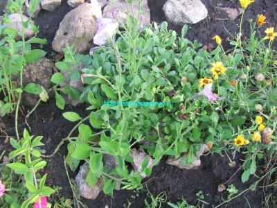 Альпийская горка своими руками  
Альпийская горка своими руками