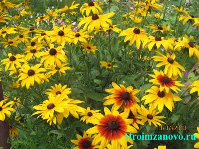 Цветы в саду  
Цветы в саду