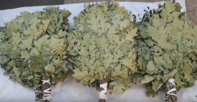 Заготовка веников для бани Заготовка веников для бани