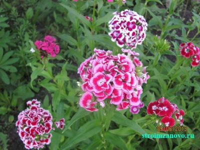 Цветы в саду  
Цветы в саду