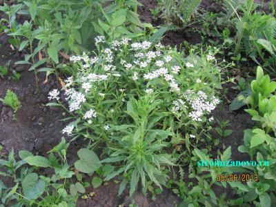 Цветы в саду  
Цветы в саду