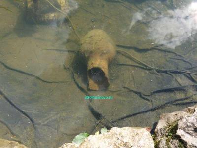 Пруд своими руками  
Пруд своими руками