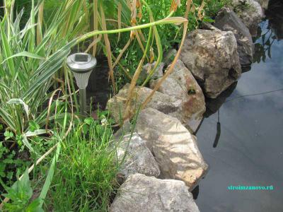 Растения водоёма  
Растения водоёма