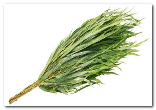 Эвкалиптовый и прочие банные веники  Эвкалиптовый и прочие банные веники