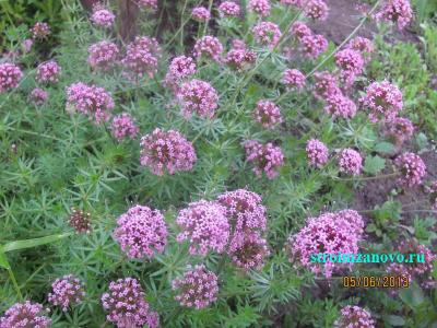 Цветы в саду  
Цветы в саду