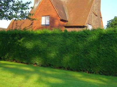 Живая изгородь на даче  
Живая изгородь на даче