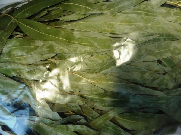 Как правильно париться в русской бане Как правильно париться в русской бане