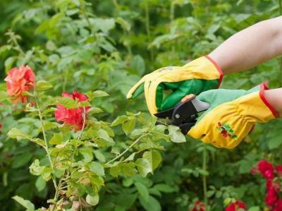 Выращивание роз: проблемы, с которыми столкнетесь