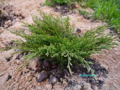 Ландшафтный дизайн участка  
Ландшафтный дизайн участка