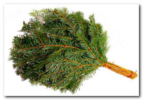 Эвкалиптовый и прочие банные веники  Эвкалиптовый и прочие банные веники