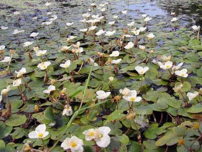 Растения водоёма  
Растения водоёма