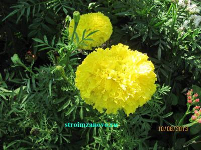 Цветы в саду  
Цветы в саду