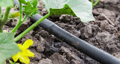 Как сделать капельный полив из бочки для теплицы + видео Как сделать капельный полив из бочки для теплицы + видео