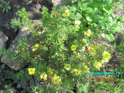 Цветы в саду  
Цветы в саду