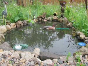 Растения водоёма  
Растения водоёма