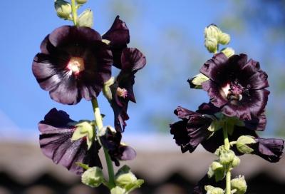 Мальва многолетняя: посадка и уход за культурой Мальва многолетняя: посадка и уход за культурой