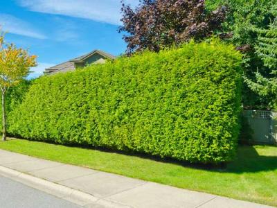 Живая изгородь на даче  
Живая изгородь на даче