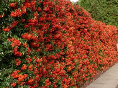 Живая изгородь на даче  
Живая изгородь на даче