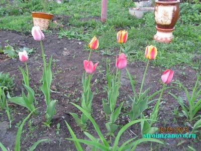 Цветы в саду  
Цветы в саду