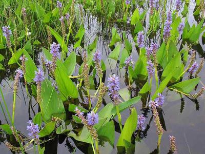 Растения водоёма  
Растения водоёма