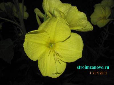 Цветы в саду  
Цветы в саду