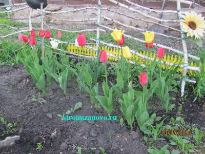 Цветы в саду  
Цветы в саду