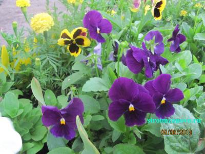 Цветы в саду  
Цветы в саду